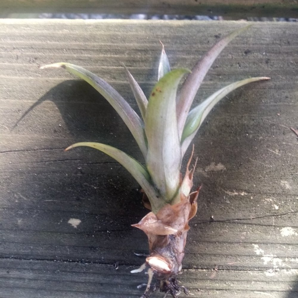 1 Pink Ornamental Pineapple Plant